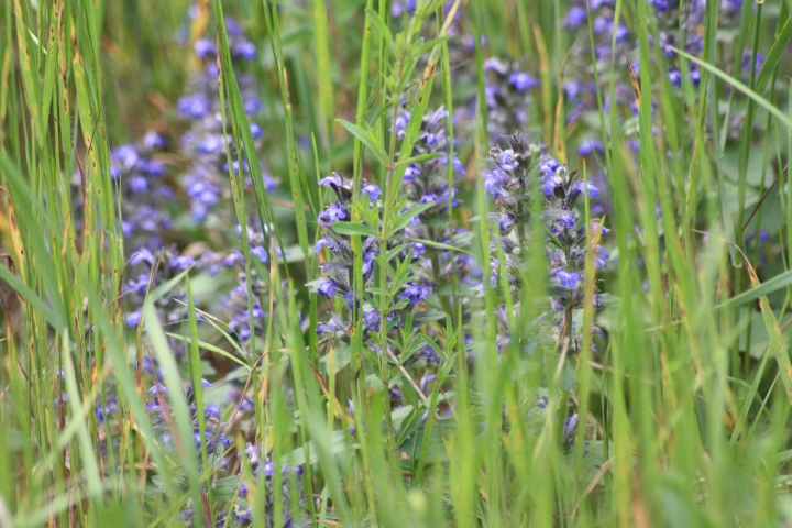 Fiori da ID parco del ticino